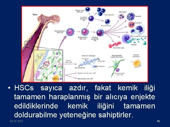  • HSCs sayıca azdır, fakat kemik iliği tamamen haraplanmış bir alıcıya enjekte edildiklerinde