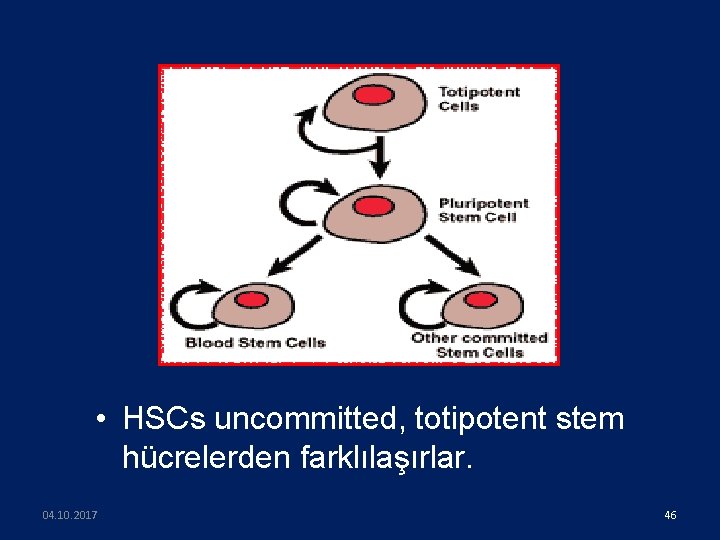  • HSCs uncommitted, totipotent stem hücrelerden farklılaşırlar. 04. 10. 2017 46 