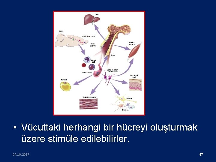  • Vücuttaki herhangi bir hücreyi oluşturmak üzere stimüle edilebilirler. 04. 10. 2017 47