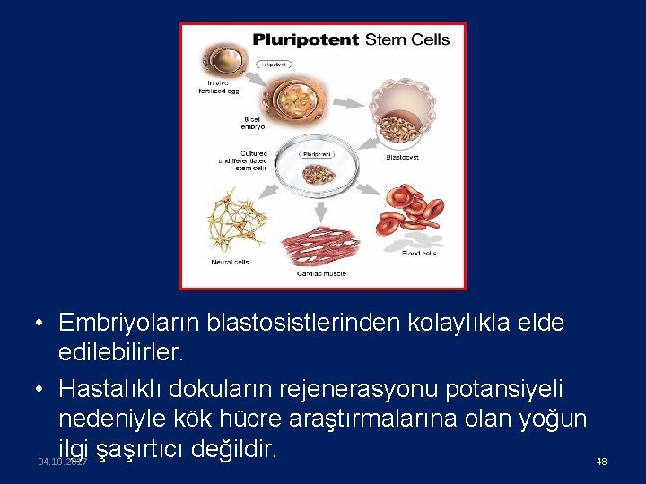  • Embriyoların blastosistlerinden kolaylıkla elde edilebilirler. • Hastalıklı dokuların rejenerasyonu potansiyeli nedeniyle kök