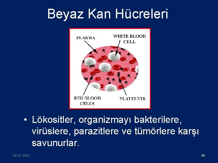Beyaz Kan Hücreleri • Lökositler, organizmayı bakterilere, virüslere, parazitlere ve tümörlere karşı savunurlar. 04.