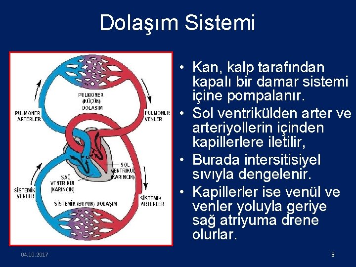 Dolaşım Sistemi • Kan, kalp tarafından kapalı bir damar sistemi içine pompalanır. • Sol