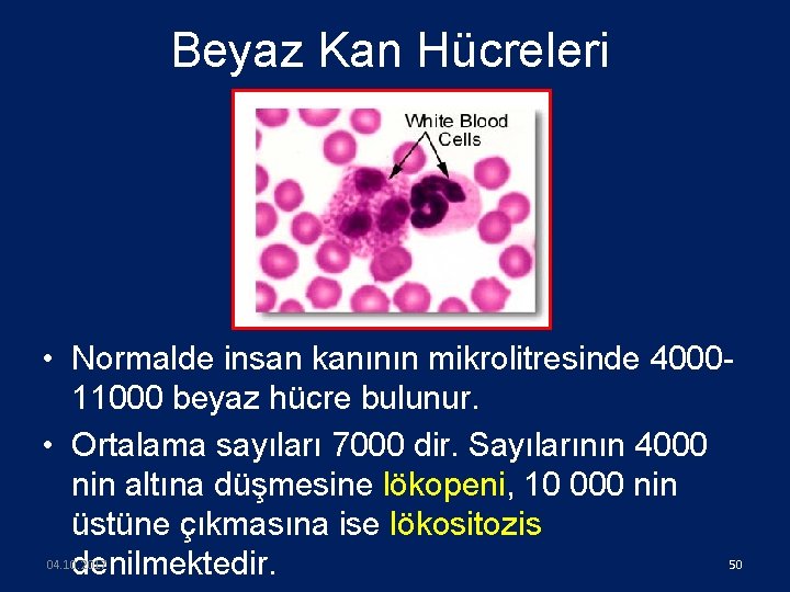 Beyaz Kan Hücreleri • Normalde insan kanının mikrolitresinde 400011000 beyaz hücre bulunur. • Ortalama