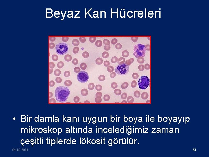 Beyaz Kan Hücreleri • Bir damla kanı uygun bir boya ile boyayıp mikroskop altında