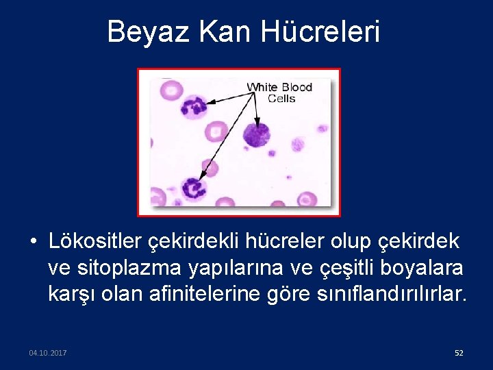 Beyaz Kan Hücreleri • Lökositler çekirdekli hücreler olup çekirdek ve sitoplazma yapılarına ve çeşitli