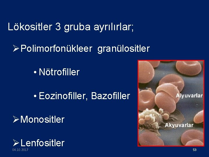 Lökositler 3 gruba ayrılırlar; ØPolimorfonükleer granülositler • Nötrofiller • Eozinofiller, Bazofiller ØMonositler ØLenfositler 04.