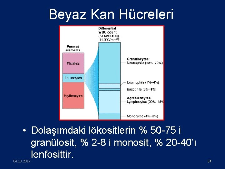 Beyaz Kan Hücreleri • Dolaşımdaki lökositlerin % 50 -75 i granülosit, % 2 -8