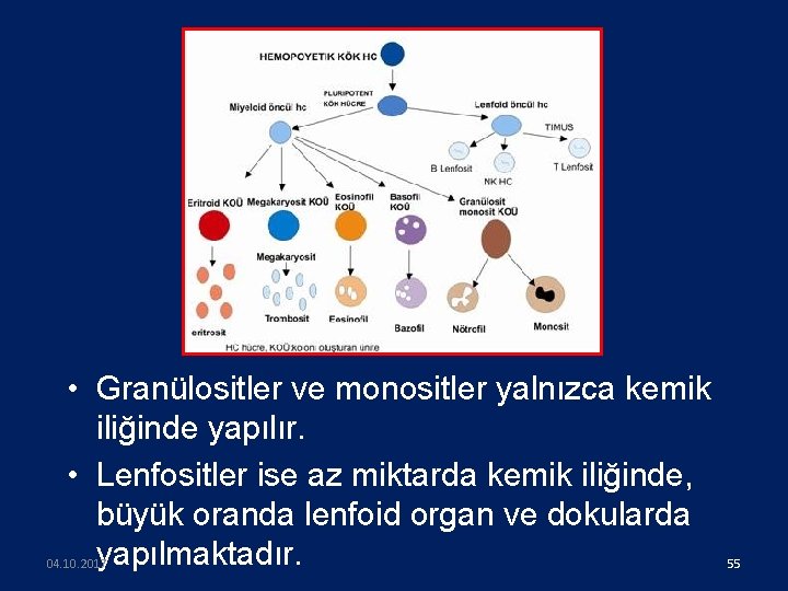  • Granülositler ve monositler yalnızca kemik iliğinde yapılır. • Lenfositler ise az miktarda
