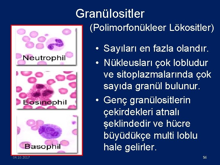 Granülositler (Polimorfonükleer Lökositler) • Sayıları en fazla olandır. • Nükleusları çok lobludur ve sitoplazmalarında