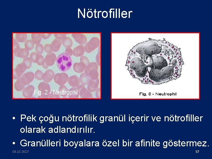 Nötrofiller • Pek çoğu nötrofilik granül içerir ve nötrofiller olarak adlandırılır. • Granülleri boyalara
