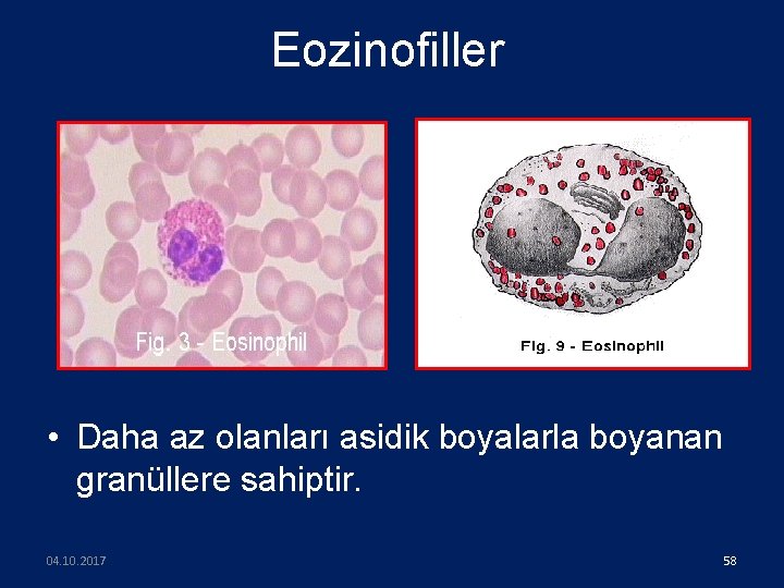 Eozinofiller • Daha az olanları asidik boyalarla boyanan granüllere sahiptir. 04. 10. 2017 58