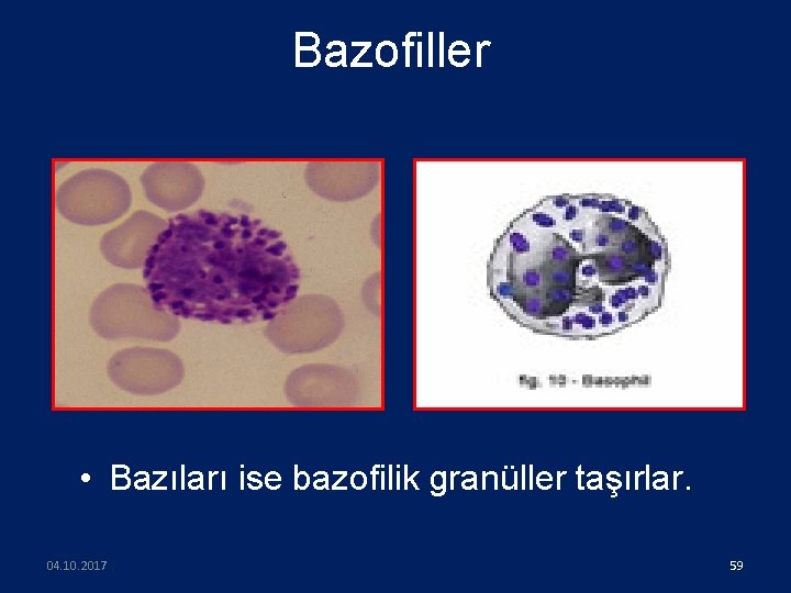 Bazofiller • Bazıları ise bazofilik granüller taşırlar. 04. 10. 2017 59 