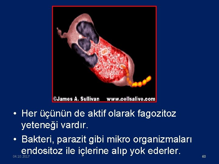  • Her üçünün de aktif olarak fagozitoz yeteneği vardır. • Bakteri, parazit gibi
