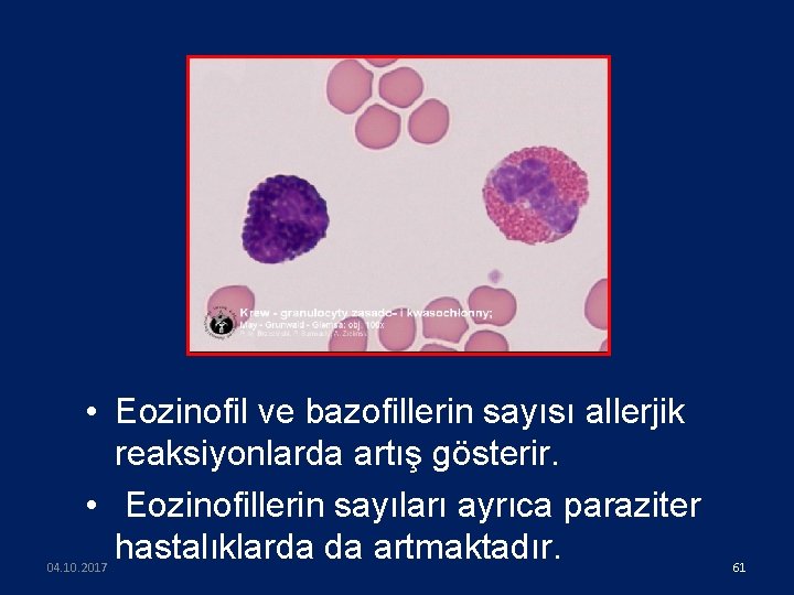  • Eozinofil ve bazofillerin sayısı allerjik reaksiyonlarda artış gösterir. • Eozinofillerin sayıları ayrıca