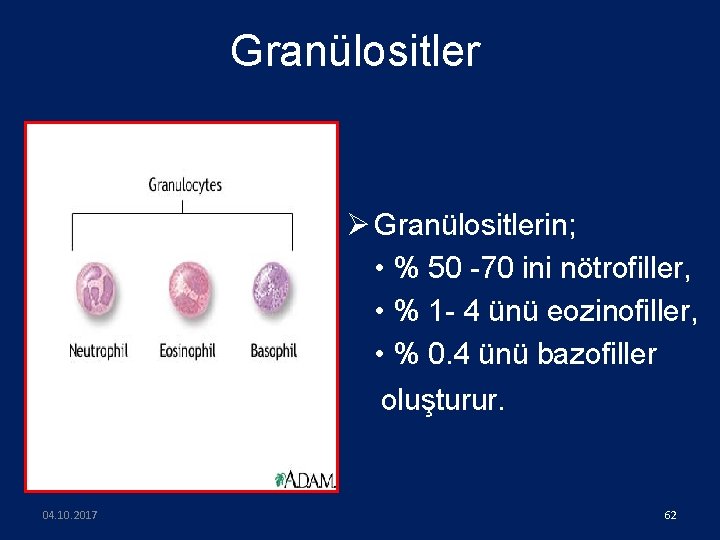 Granülositler Ø Granülositlerin; • % 50 -70 ini nötrofiller, • % 1 - 4