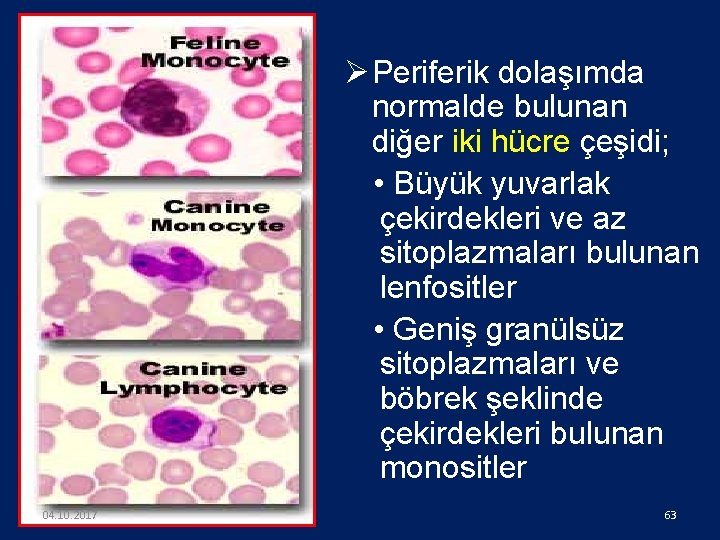 Ø Periferik dolaşımda normalde bulunan diğer iki hücre çeşidi; • Büyük yuvarlak çekirdekleri ve