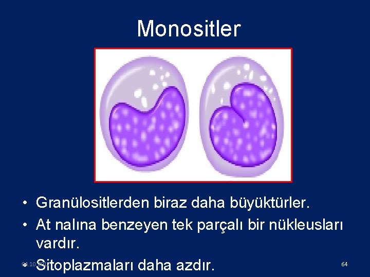 Monositler • Granülositlerden biraz daha büyüktürler. • At nalına benzeyen tek parçalı bir nükleusları