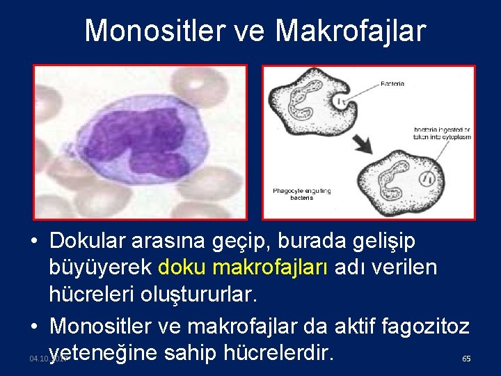 Monositler ve Makrofajlar • Dokular arasına geçip, burada gelişip büyüyerek doku makrofajları adı verilen