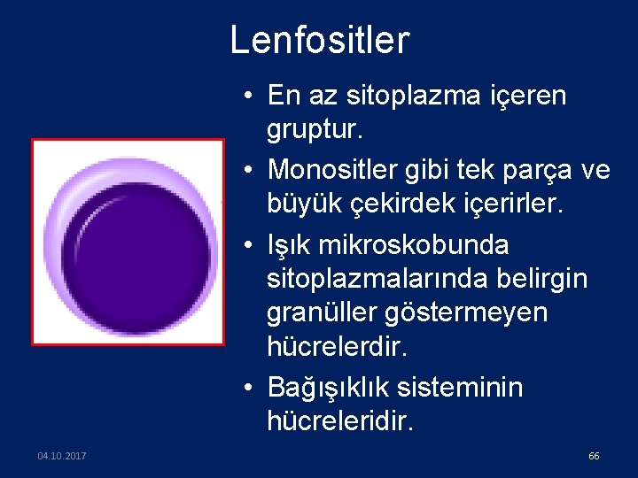Lenfositler • En az sitoplazma içeren gruptur. • Monositler gibi tek parça ve büyük