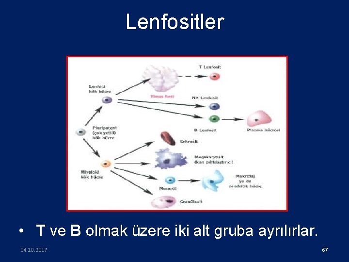 Lenfositler • T ve B olmak üzere iki alt gruba ayrılırlar. 04. 10. 2017