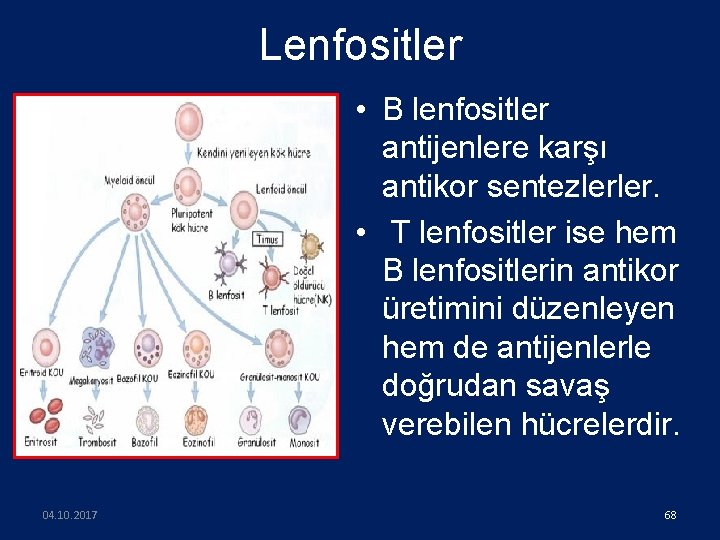 Lenfositler • B lenfositler antijenlere karşı antikor sentezlerler. • T lenfositler ise hem B