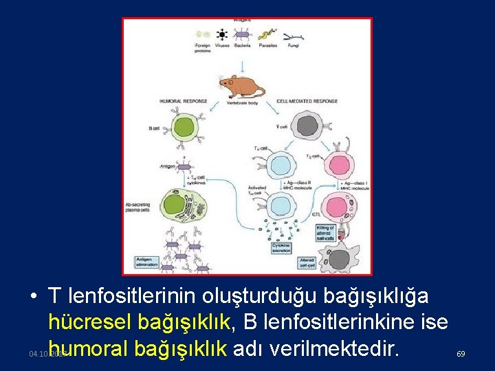  • T lenfositlerinin oluşturduğu bağışıklığa hücresel bağışıklık, B lenfositlerinkine ise humoral bağışıklık adı