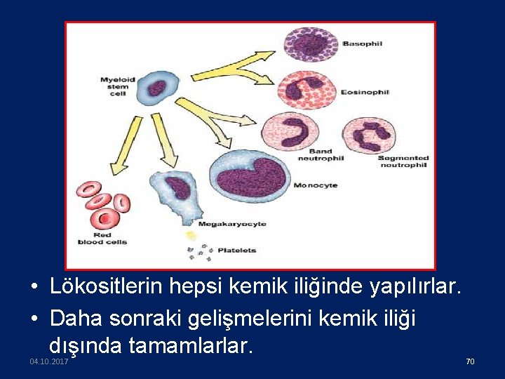  • Lökositlerin hepsi kemik iliğinde yapılırlar. • Daha sonraki gelişmelerini kemik iliği dışında