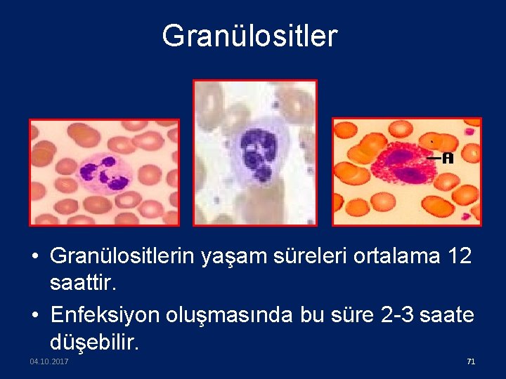 Granülositler • Granülositlerin yaşam süreleri ortalama 12 saattir. • Enfeksiyon oluşmasında bu süre 2