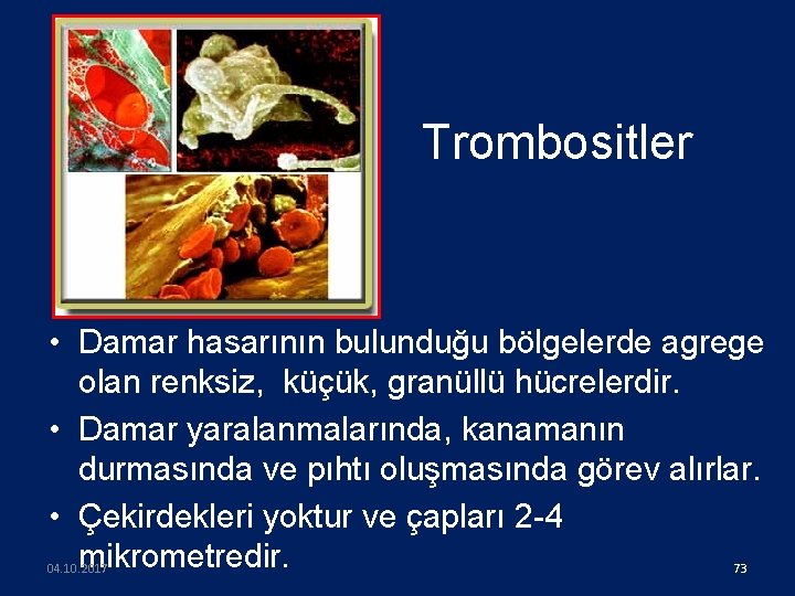 Trombositler • Damar hasarının bulunduğu bölgelerde agrege olan renksiz, küçük, granüllü hücrelerdir. • Damar