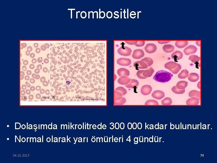 Trombositler • Dolaşımda mikrolitrede 300 000 kadar bulunurlar. • Normal olarak yarı ömürleri 4