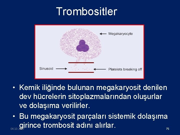 Trombositler • Kemik iliğinde bulunan megakaryosit denilen dev hücrelerin sitoplazmalarından oluşurlar ve dolaşıma verilirler.