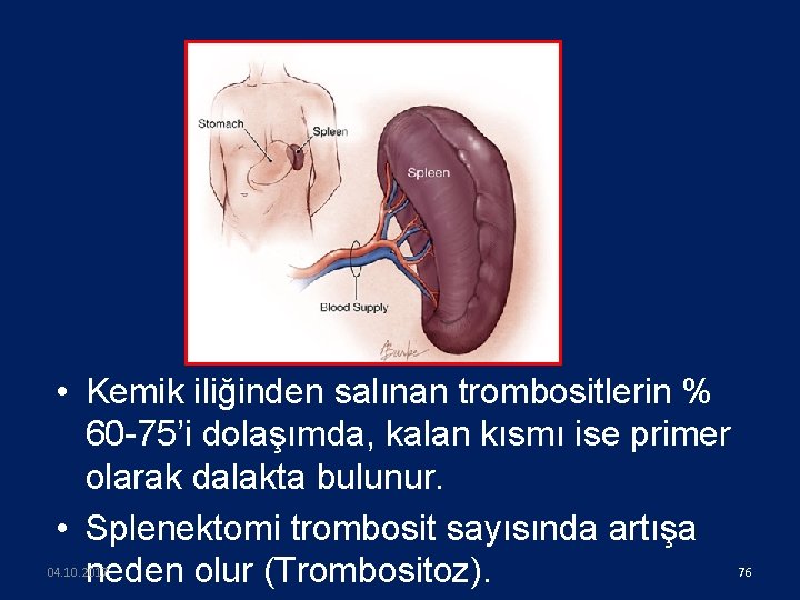  • Kemik iliğinden salınan trombositlerin % 60 -75’i dolaşımda, kalan kısmı ise primer
