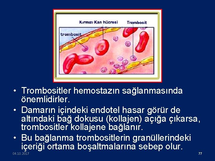  • Trombositler hemostazın sağlanmasında önemlidirler. • Damarın içindeki endotel hasar görür de altındaki