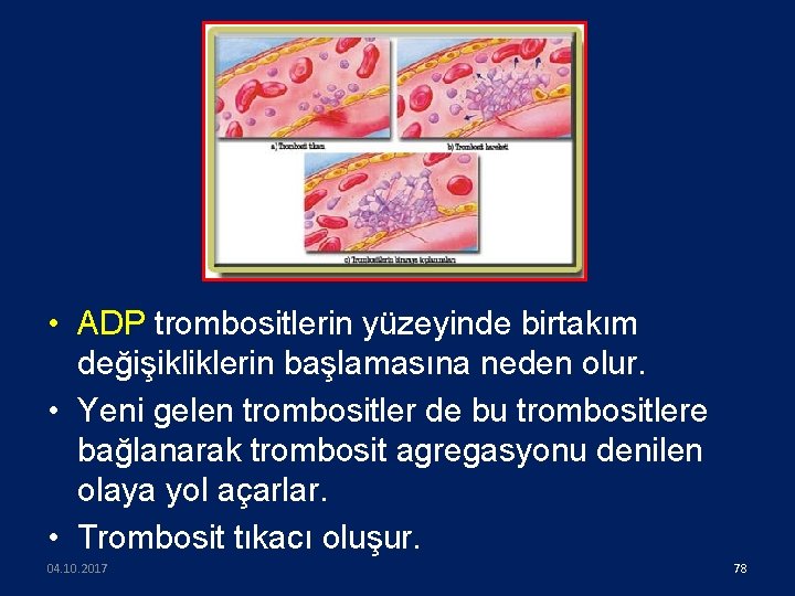  • ADP trombositlerin yüzeyinde birtakım değişikliklerin başlamasına neden olur. • Yeni gelen trombositler