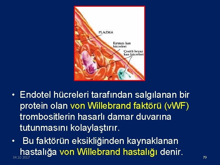  • Endotel hücreleri tarafından salgılanan bir protein olan von Willebrand faktörü (v. WF)