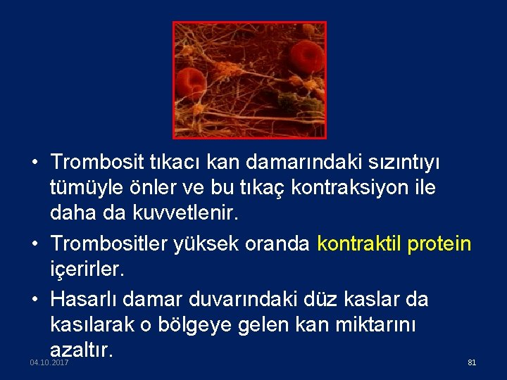  • Trombosit tıkacı kan damarındaki sızıntıyı tümüyle önler ve bu tıkaç kontraksiyon ile