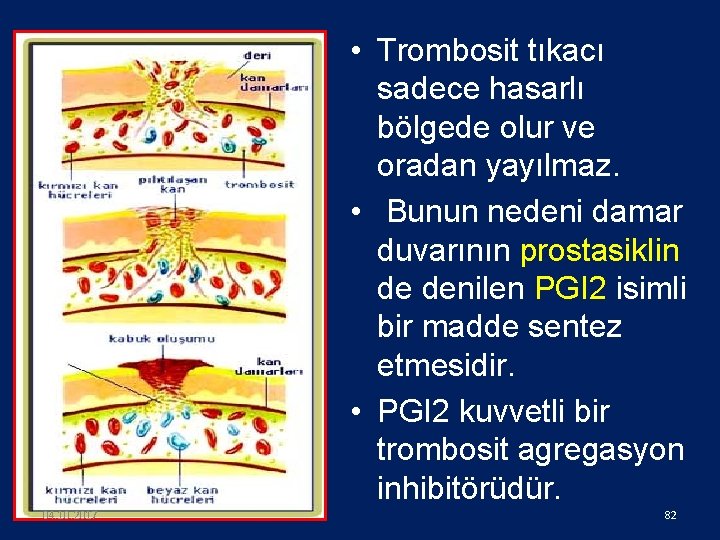  • Trombosit tıkacı sadece hasarlı bölgede olur ve oradan yayılmaz. • Bunun nedeni