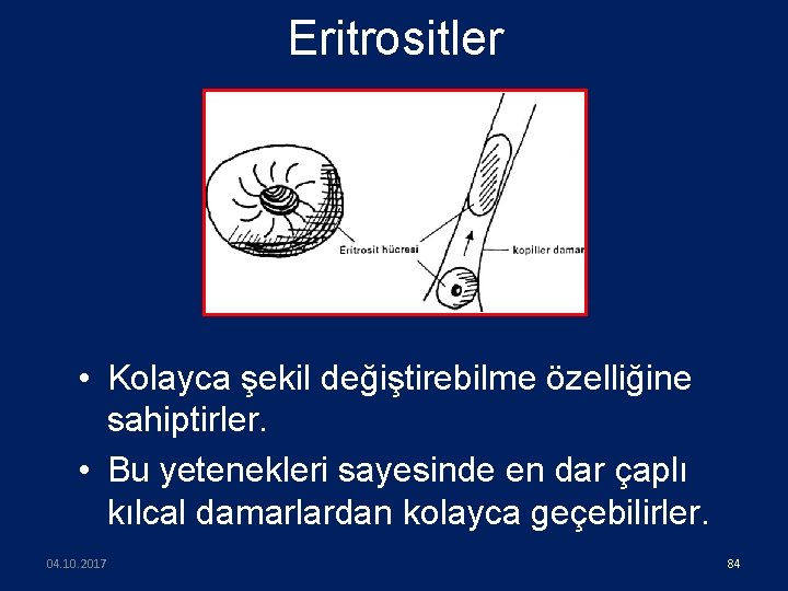 Eritrositler • Kolayca şekil değiştirebilme özelliğine sahiptirler. • Bu yetenekleri sayesinde en dar çaplı