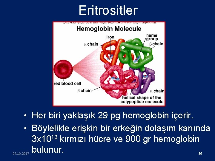 Eritrositler • Her biri yaklaşık 29 pg hemoglobin içerir. • Böylelikle erişkin bir erkeğin