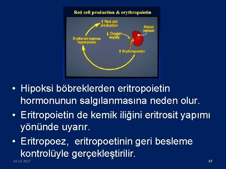  • Hipoksi böbreklerden eritropoietin hormonunun salgılanmasına neden olur. • Eritropoietin de kemik iliğini