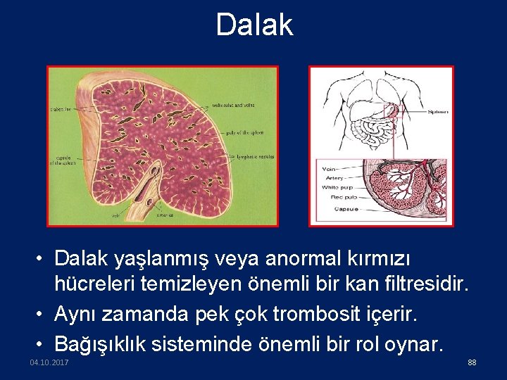 Dalak • Dalak yaşlanmış veya anormal kırmızı hücreleri temizleyen önemli bir kan filtresidir. •
