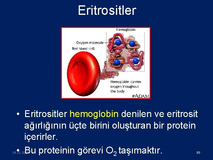 Eritrositler • Eritrositler hemoglobin denilen ve eritrosit ağırlığının üçte birini oluşturan bir protein içerirler.