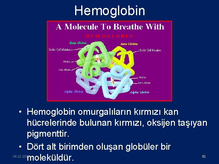Hemoglobin • Hemoglobin omurgalıların kırmızı kan hücrelerinde bulunan kırmızı, oksijen taşıyan pigmenttir. • Dört