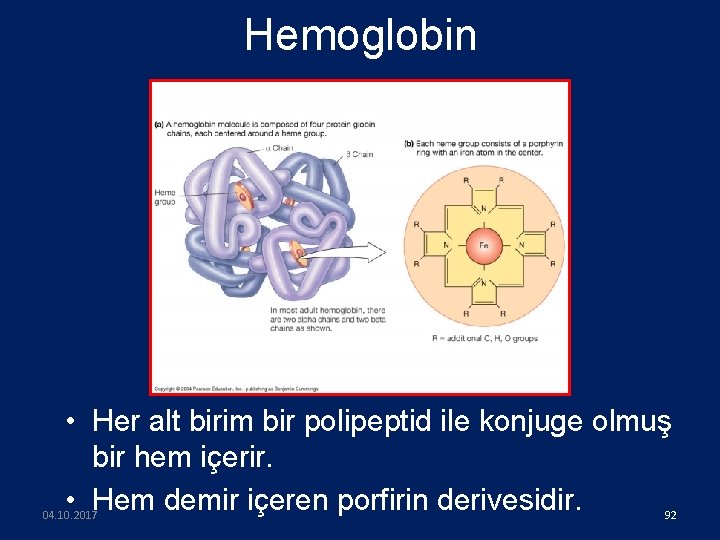 Hemoglobin • Her alt birim bir polipeptid ile konjuge olmuş bir hem içerir. •