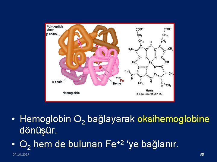  • Hemoglobin O 2 bağlayarak oksihemoglobine dönüşür. • O 2 hem de bulunan