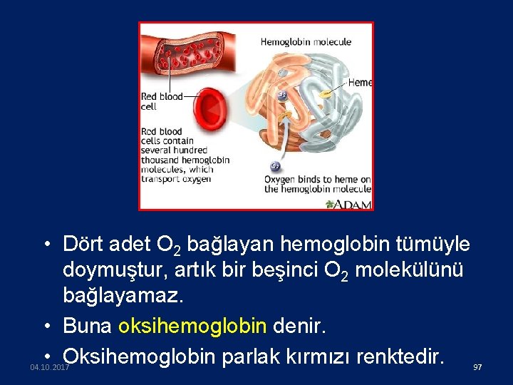 • Dört adet O 2 bağlayan hemoglobin tümüyle doymuştur, artık bir beşinci O