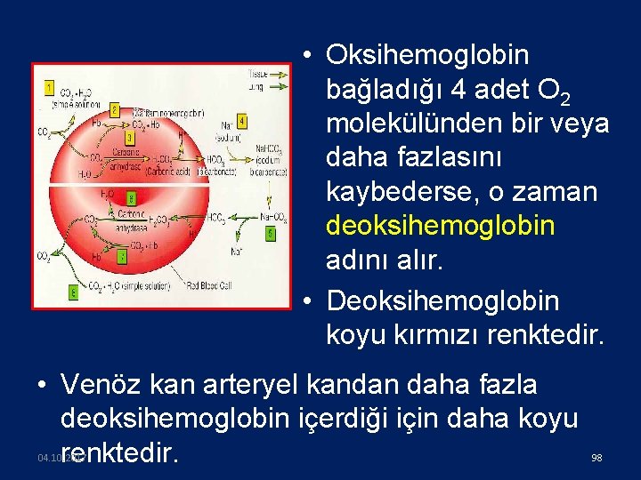 • Oksihemoglobin bağladığı 4 adet O 2 molekülünden bir veya daha fazlasını kaybederse,