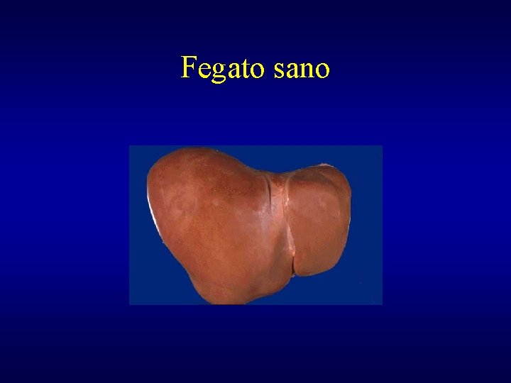 Fegato sano 