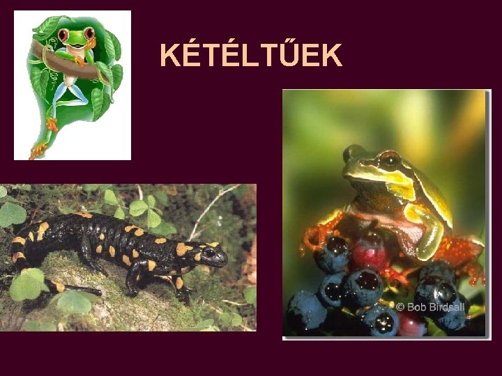 KÉTÉLTŰEK KÉTÉLTŰEK