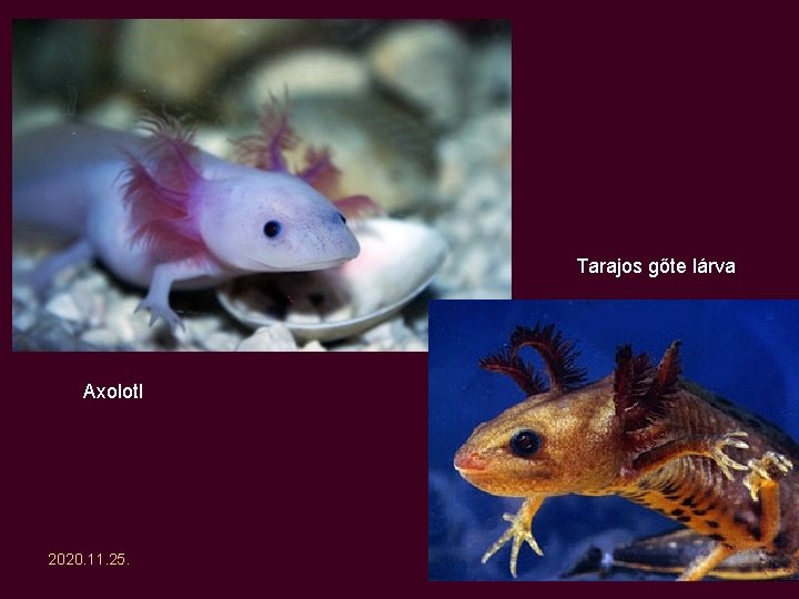 Tarajos gőte lárva Axolotl 2020. 11. 25. 10 Tarajos gőte lárva Axolotl 2020. 11. 25. 10